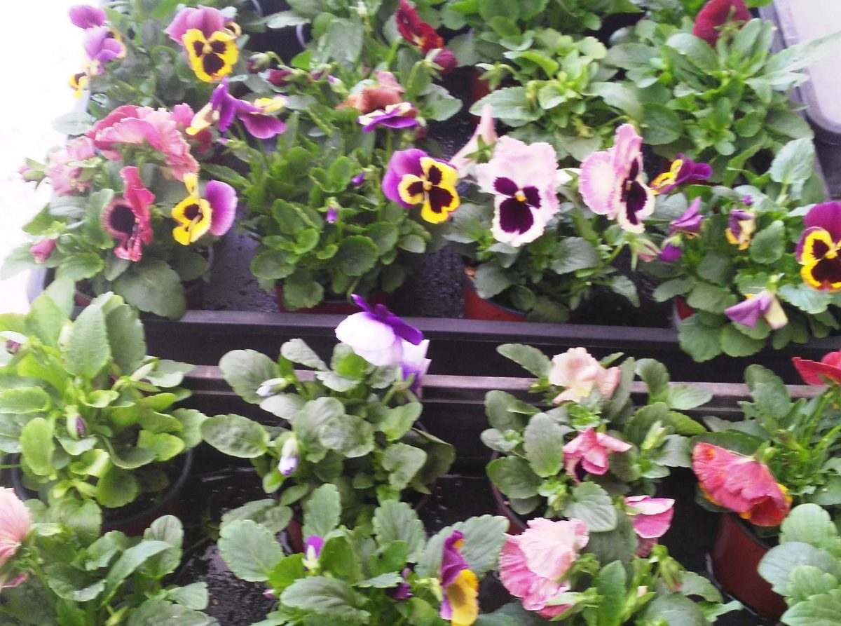 flors