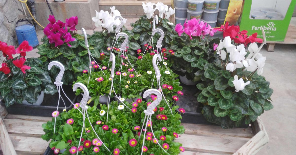 Flors